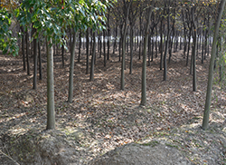 苗圃风采