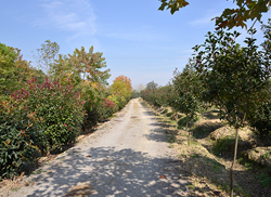 苗圃风采