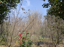 苗圃风采