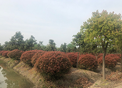 苗圃风采