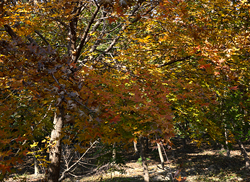 苗圃风采