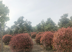 苗圃风采