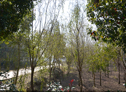 苗圃风采