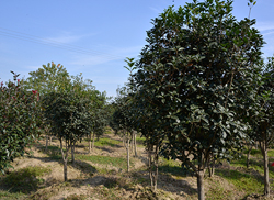 苗圃风采