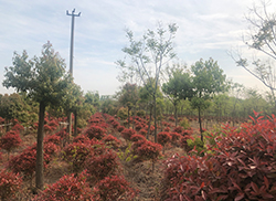 苗圃风采