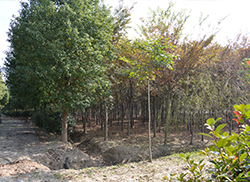 苗圃风采