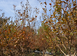 苗圃风采