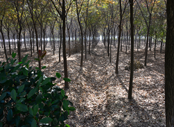 苗圃风采