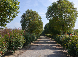 苗圃风采